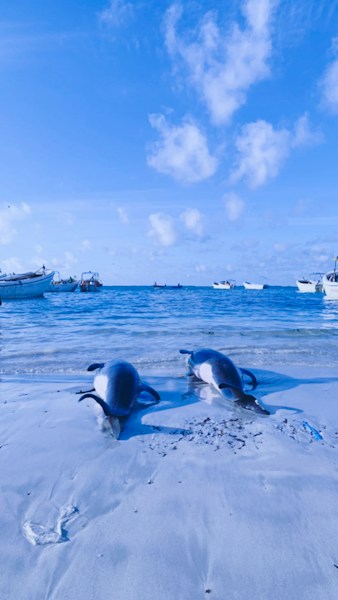 Somalia: Complete Country Guide and Travel Information