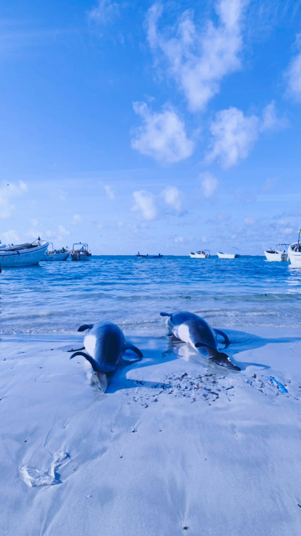 black and white dolphin on sea during daytime