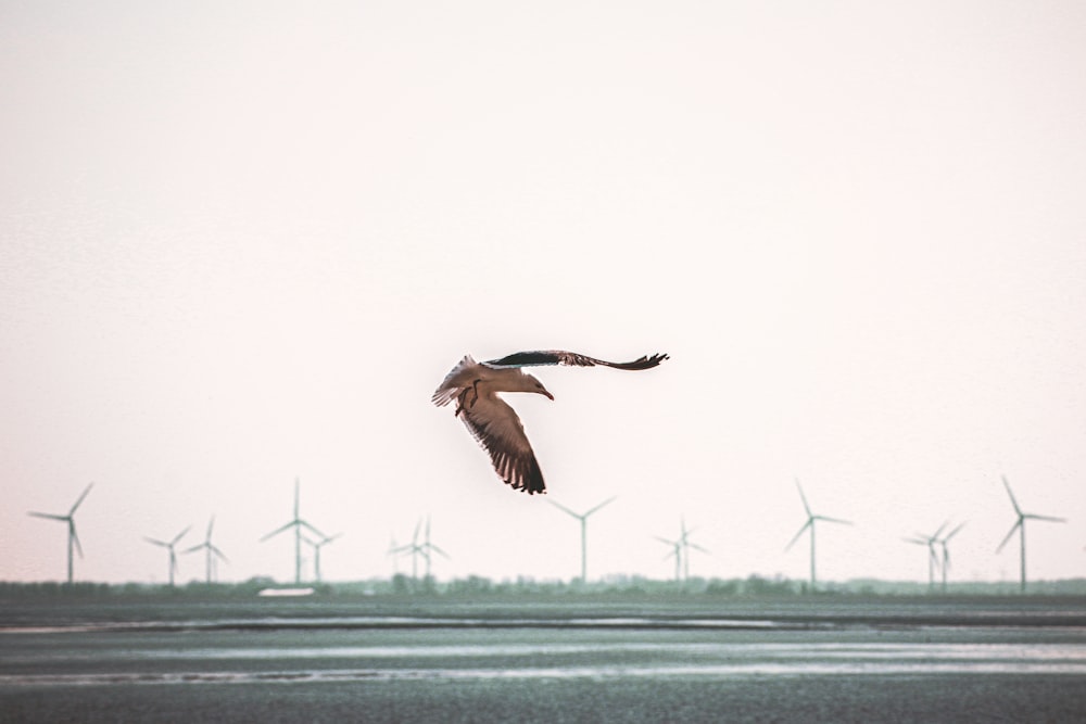 Brauner Vogel, der tagsüber über das Meer fliegt