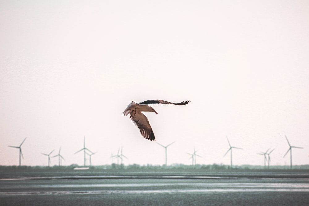 pássaro marrom voando sobre o mar durante o dia