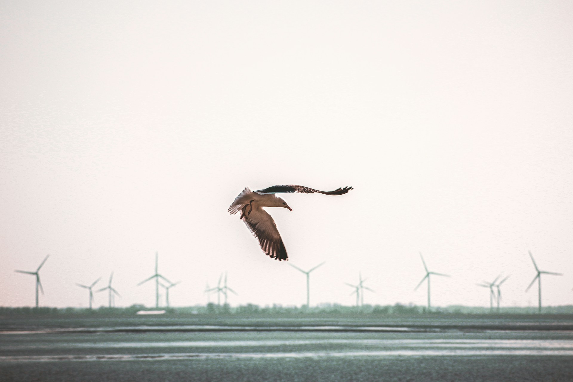 brown bird flying over the sea during daytime