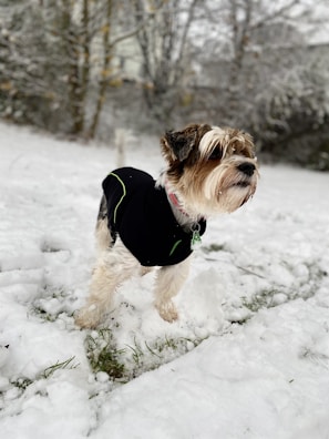 A small dog wearing a black coat stands in a snow-covered area, with some patches of green grass visible. The background features snow-laden trees, creating a wintry scene.