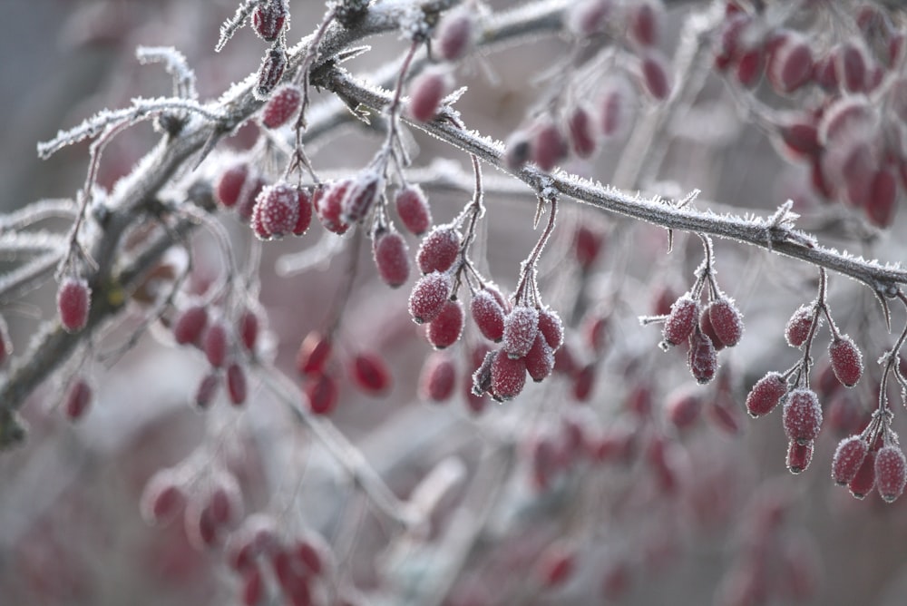 red round fruits on tree branch