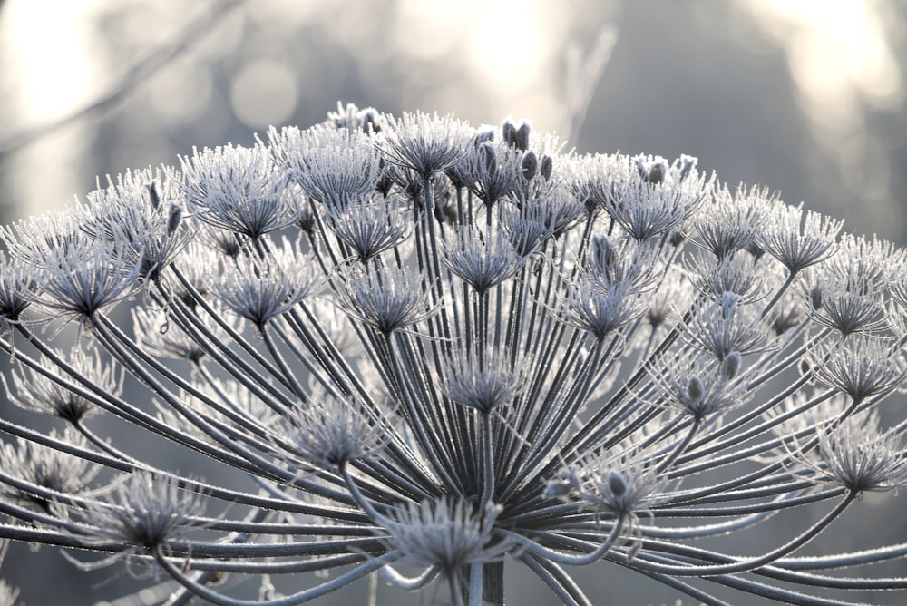 white and blue flower in close up photography