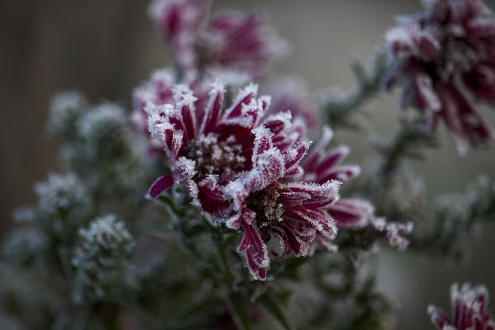 pink and white flower in tilt shift lens