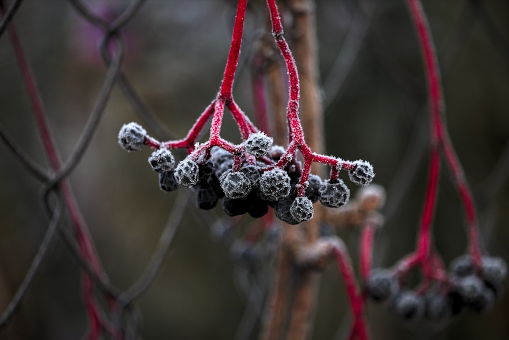 Fruits ronds noirs sur branche d’arbre brun