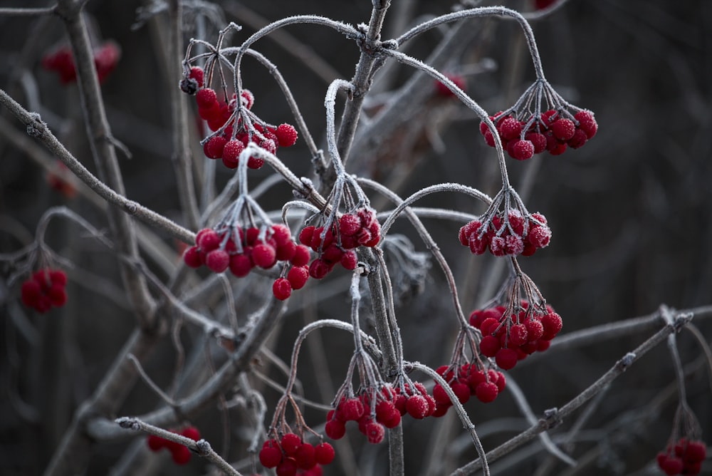 frutos rojos redondos en la rama del árbol