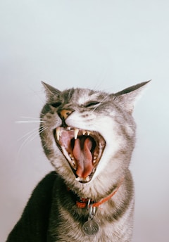 grey and white cat with mouth open