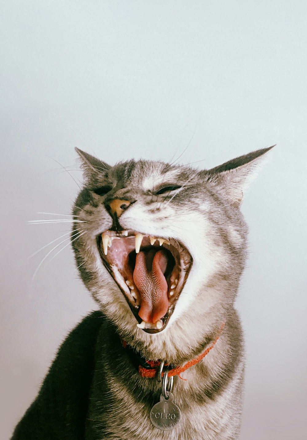 gato cinzento e branco com a boca aberta