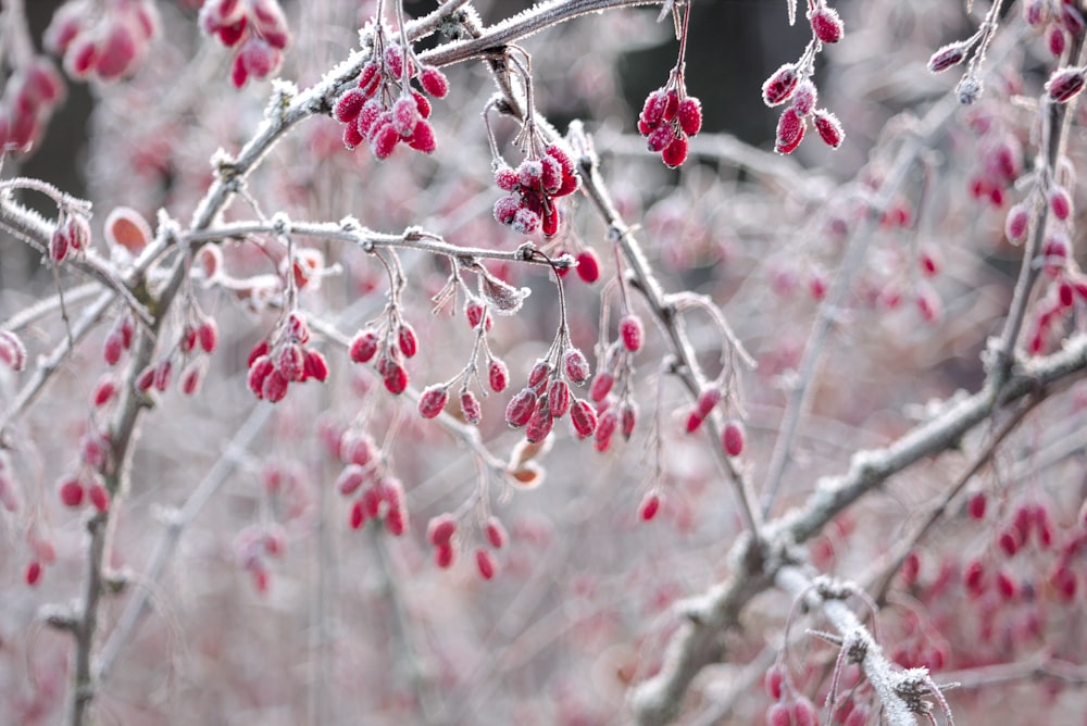 red round fruits on tree branch