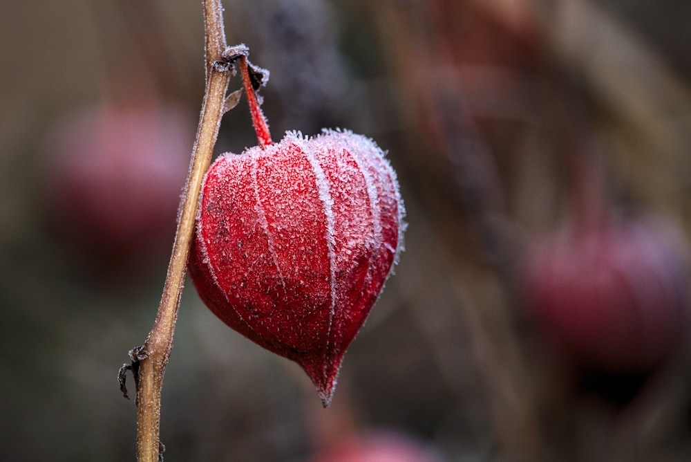 rote runde Frucht am braunen Ast