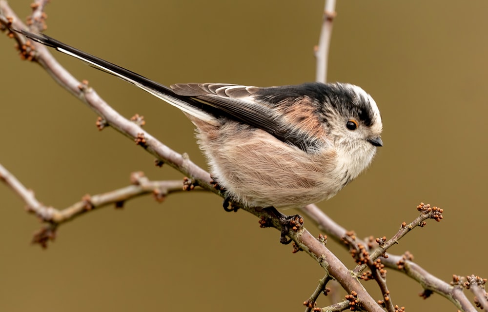 brown and white bird on tree branch