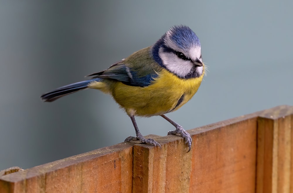 gelber und blauer Vogel auf braunem Holzzaun