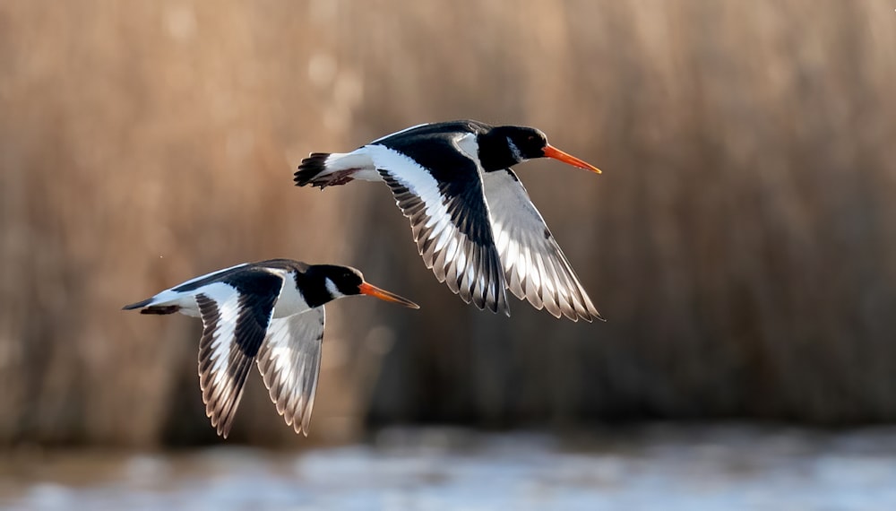 black and white bird flying