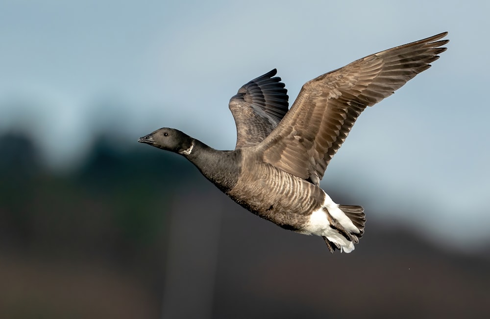 brown and white duck flying