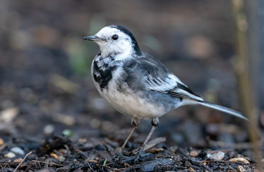 white and gray bird on brown soil