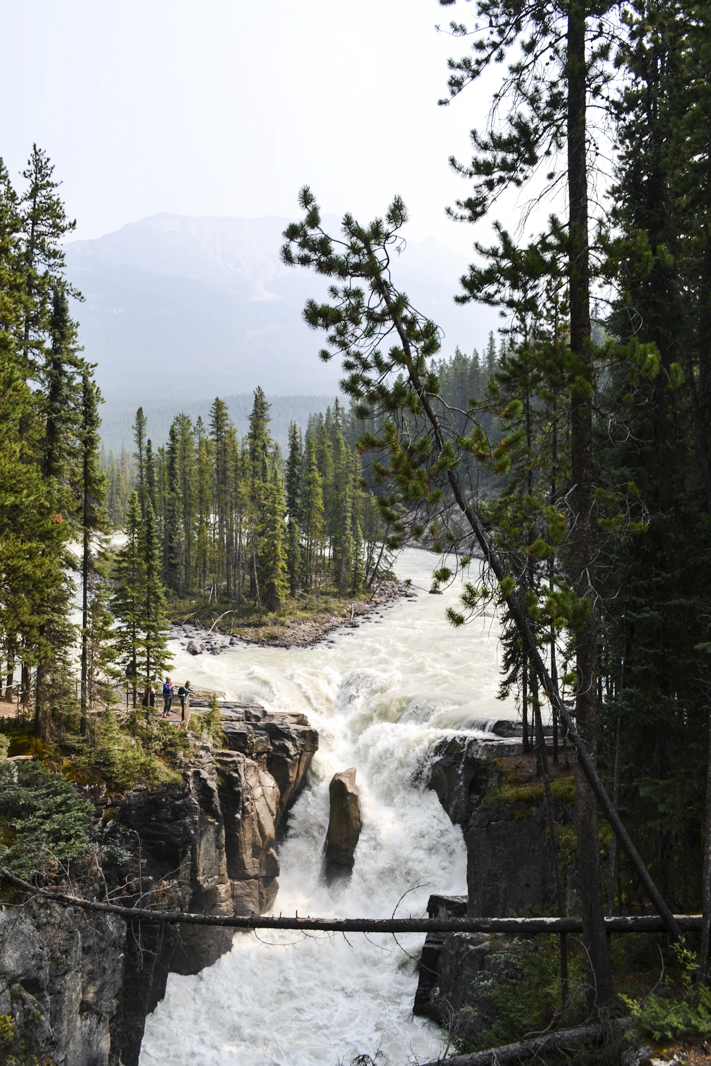 River running through forest at the Athabasca Falls area in Jasper National Park Alberta Canada showing the forested landscape and water of the Canadian Rockies