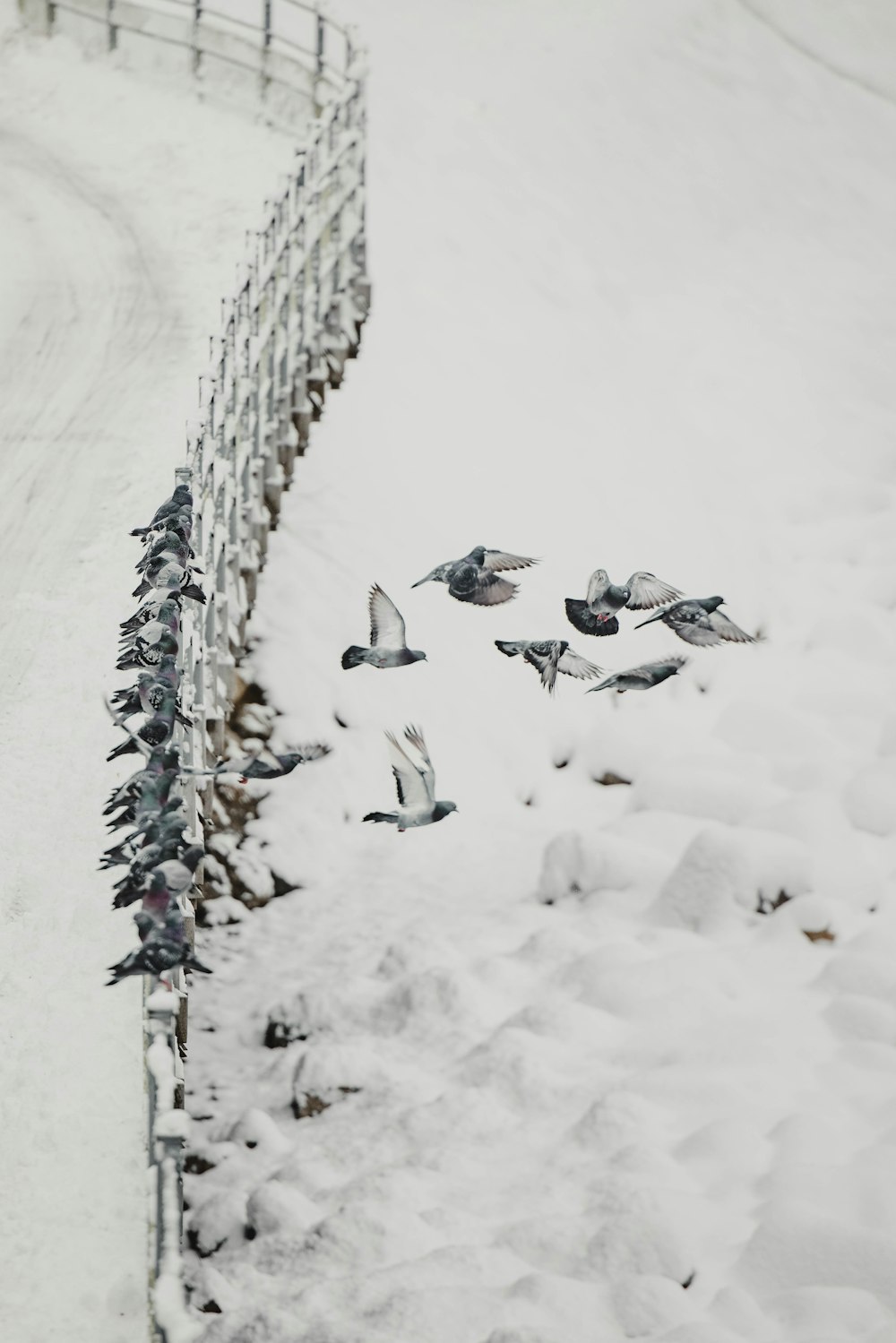 birds on snow covered ground during daytime