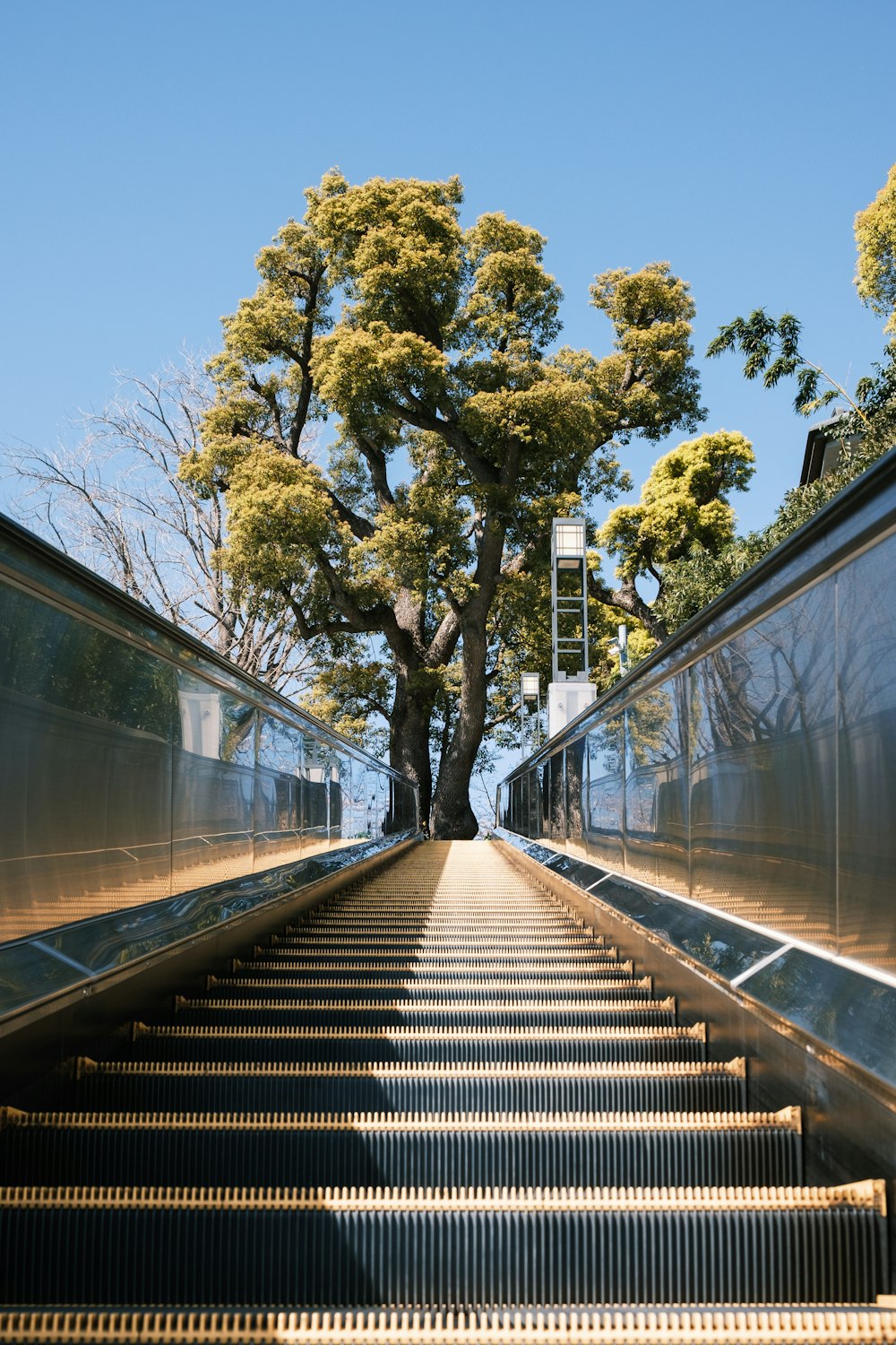 brown wooden bridge near green trees during daytime