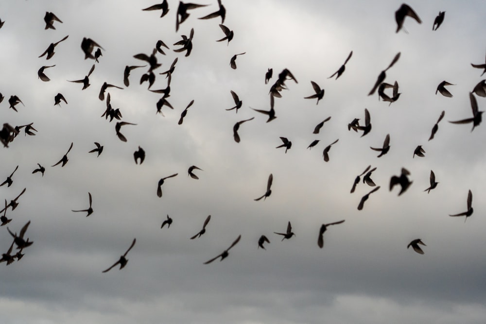 Vogelschwarm, der tagsüber unter blauem Himmel fliegt