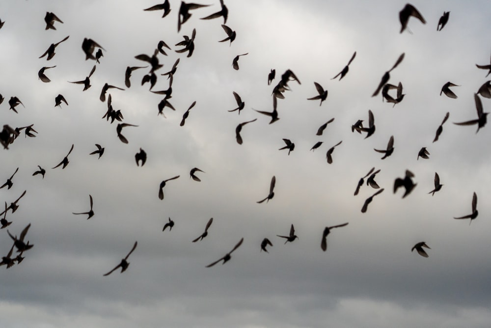 volée d’oiseaux volant sous le ciel bleu pendant la journée