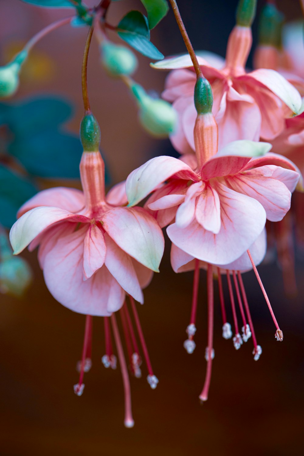 pink and white flower in tilt shift lens