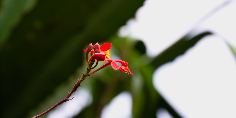 red flower in tilt shift lens