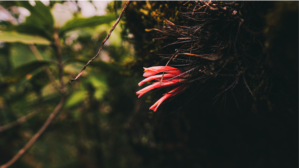 pink flower bud in tilt shift lens