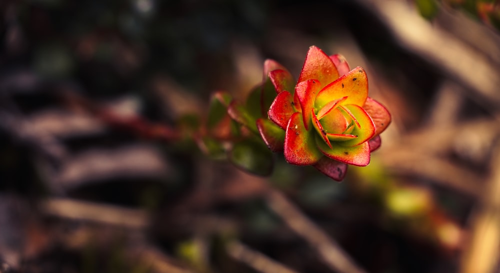 Capullo de flor rojo y verde en fotografía de primer plano