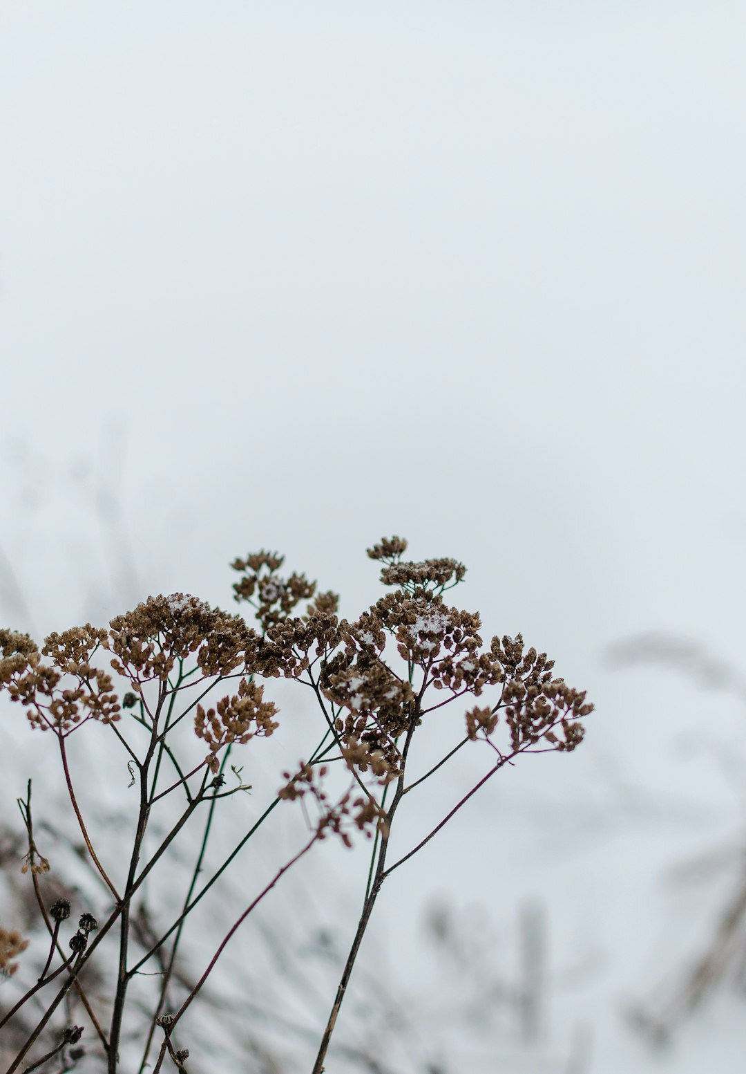 brown plant in white background