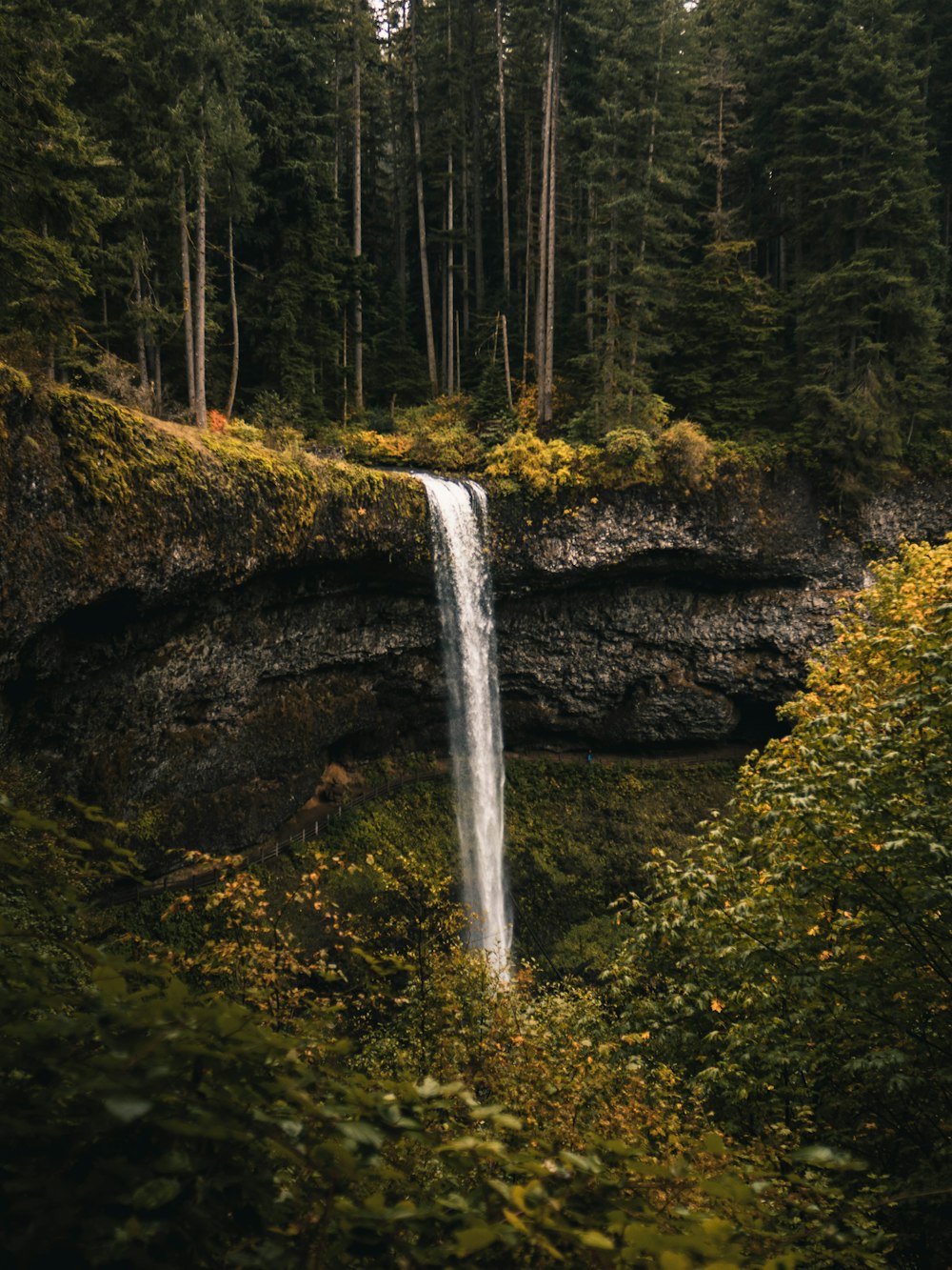 waterfalls in the middle of forest during daytime