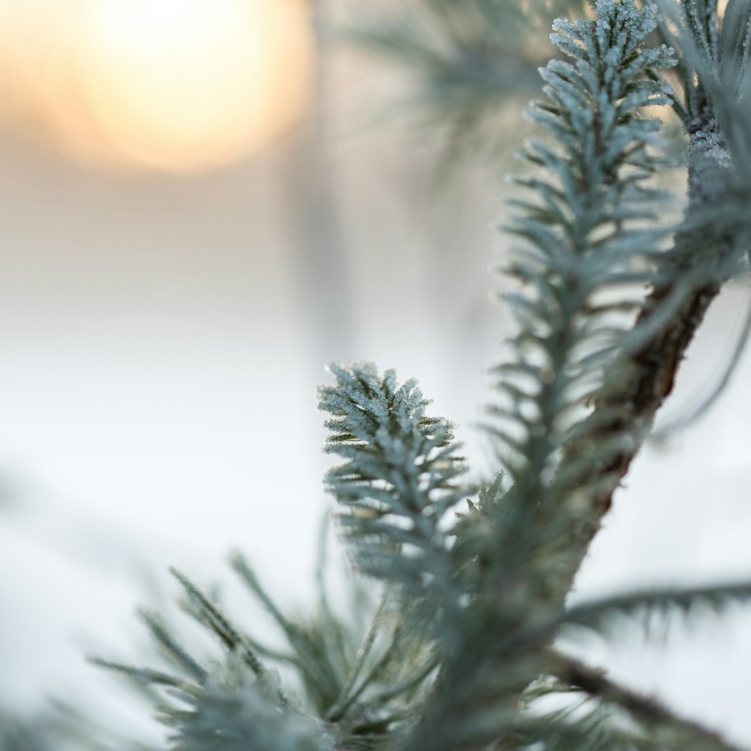 green pine tree covered with snow during daytime