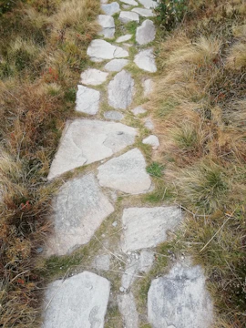 A set of rugged, Texas-shaped concrete stones arranged along a dirt garden path with wildflowers.