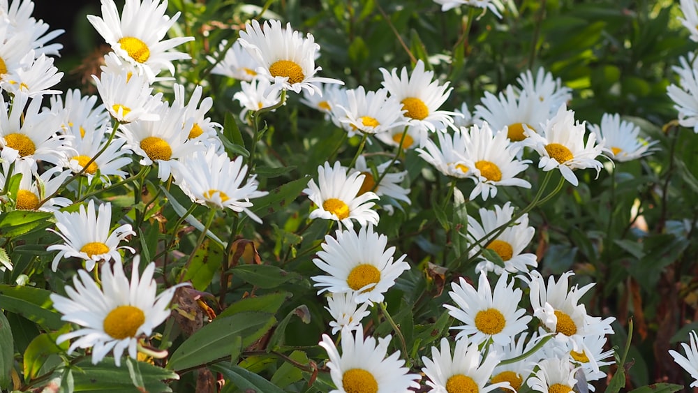 white and yellow daisy flowers