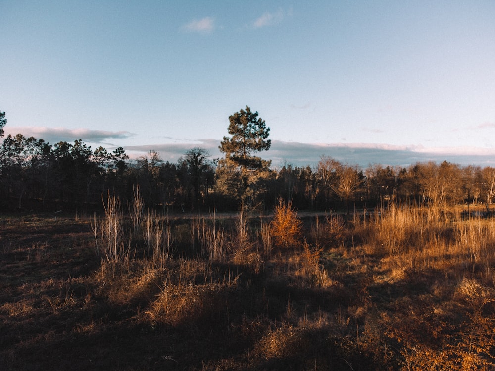 brown grass field under blue sky during daytime