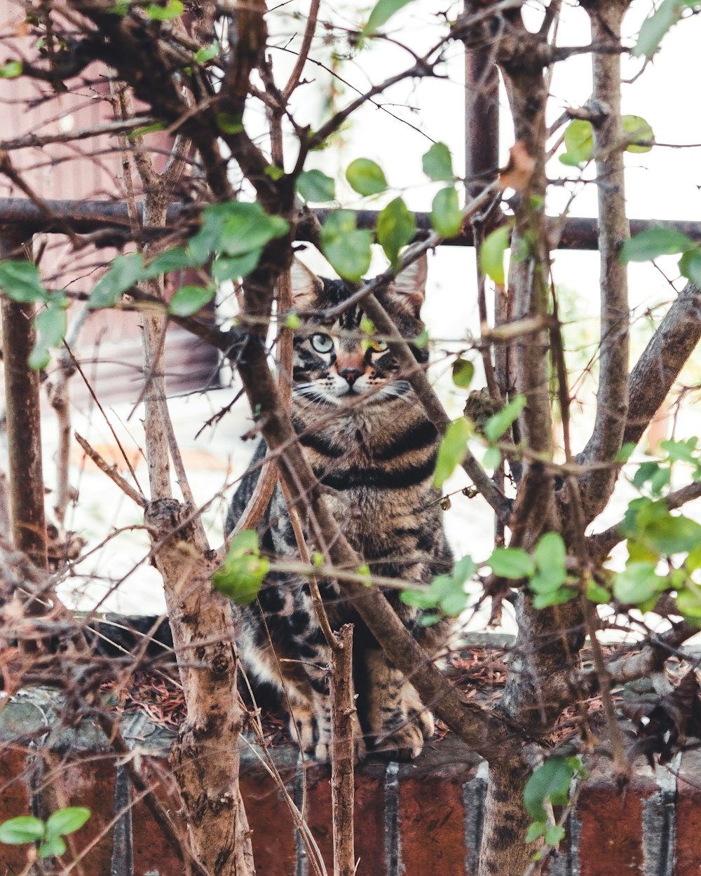 brown tabby cat on tree branch