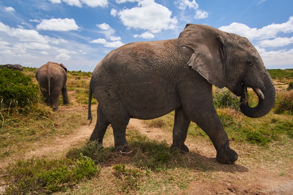 grey elephant walking on green grass field during daytime