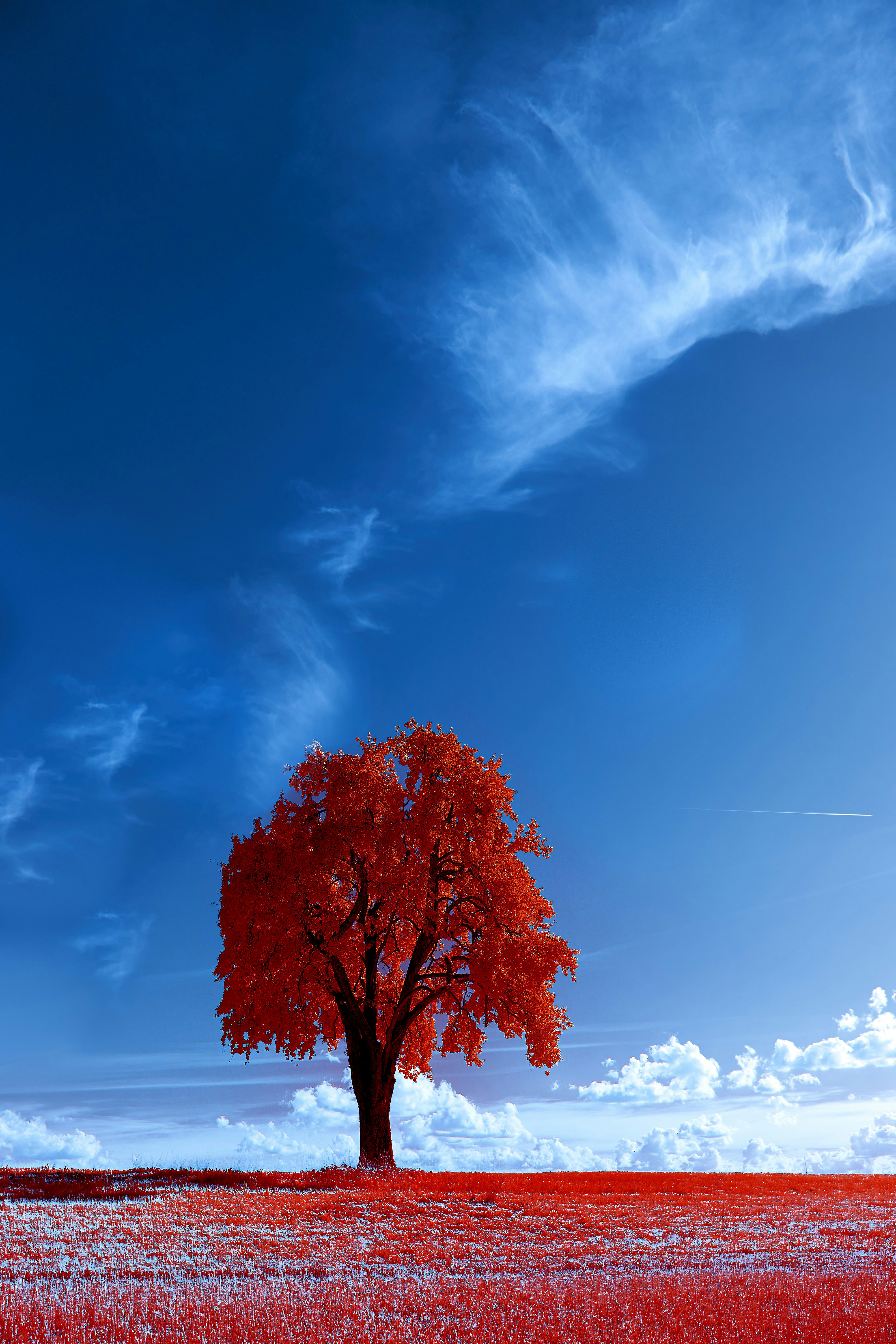 Photo by wolfgang_hasselmann