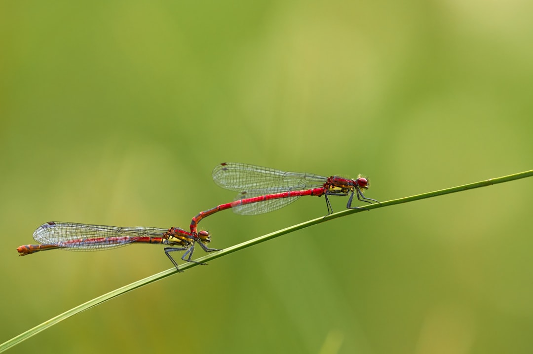 red and black damselfly perched on green leaf in close up photography during daytime