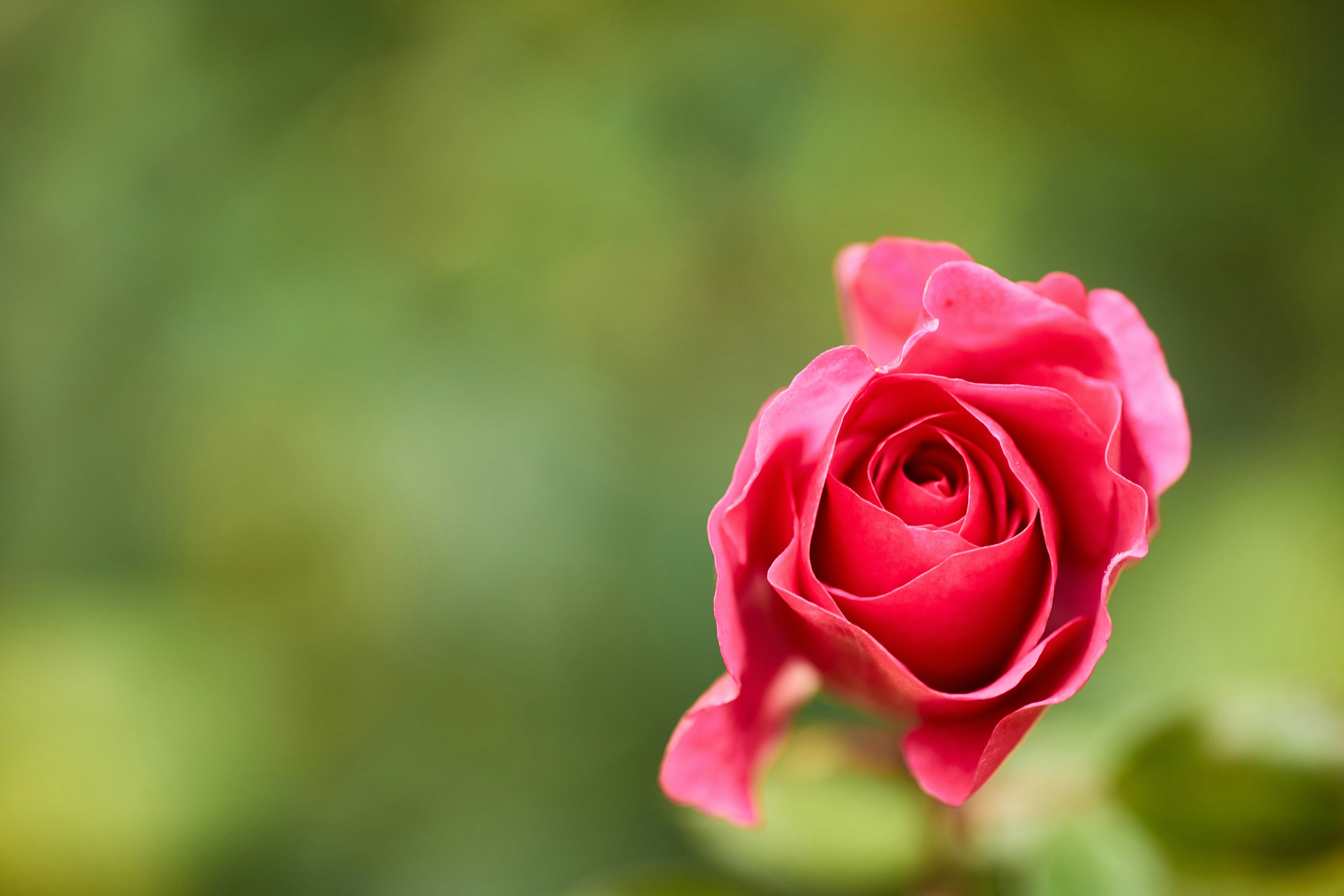 Photo by wolfgang_hasselmann