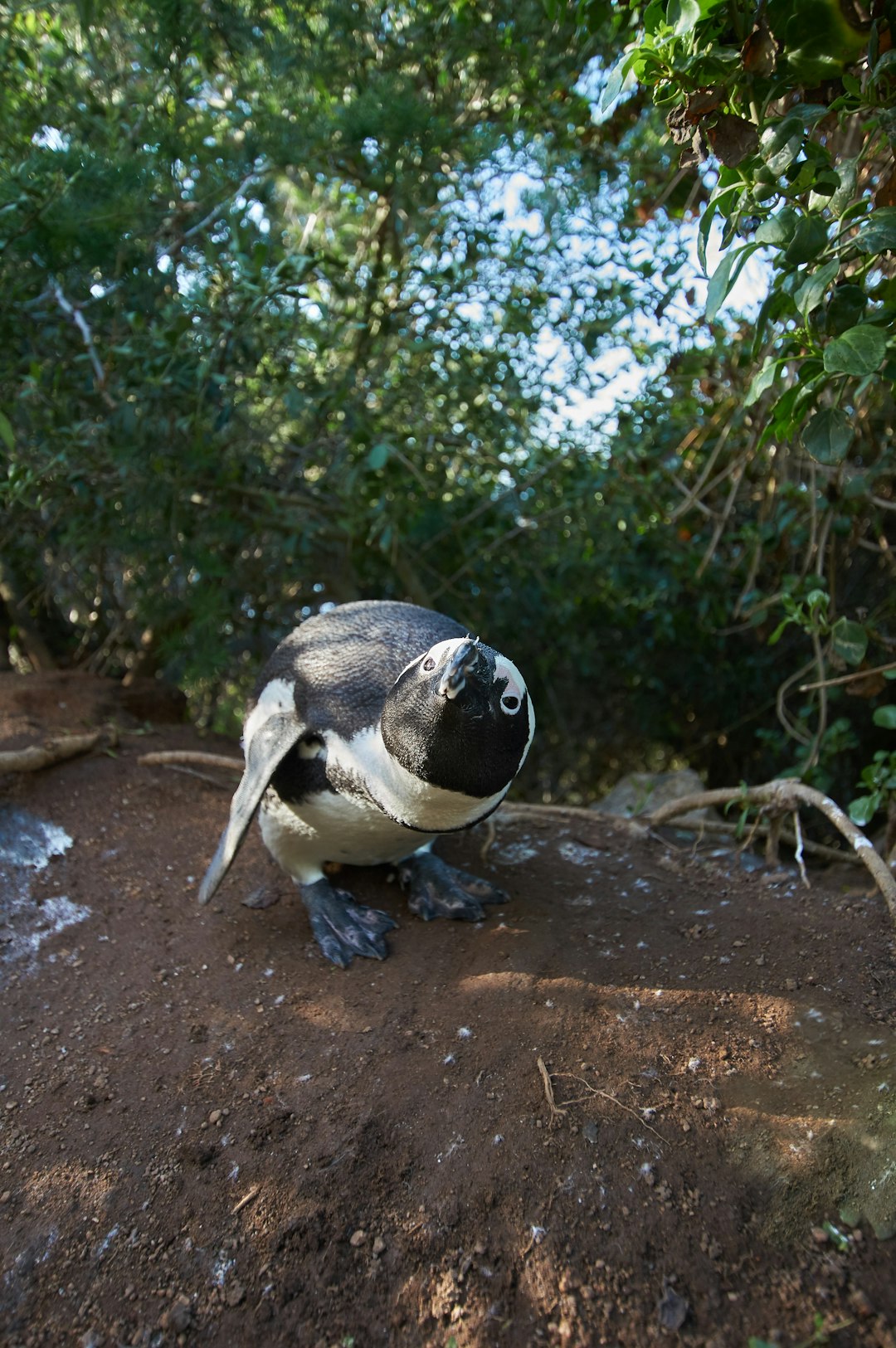 black and white penguin on brown soil