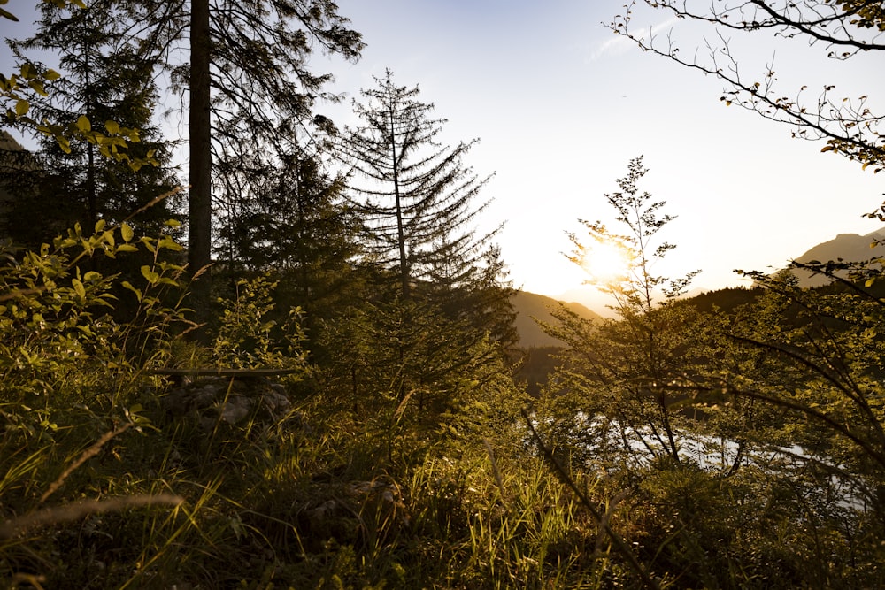 green trees on mountain during daytime