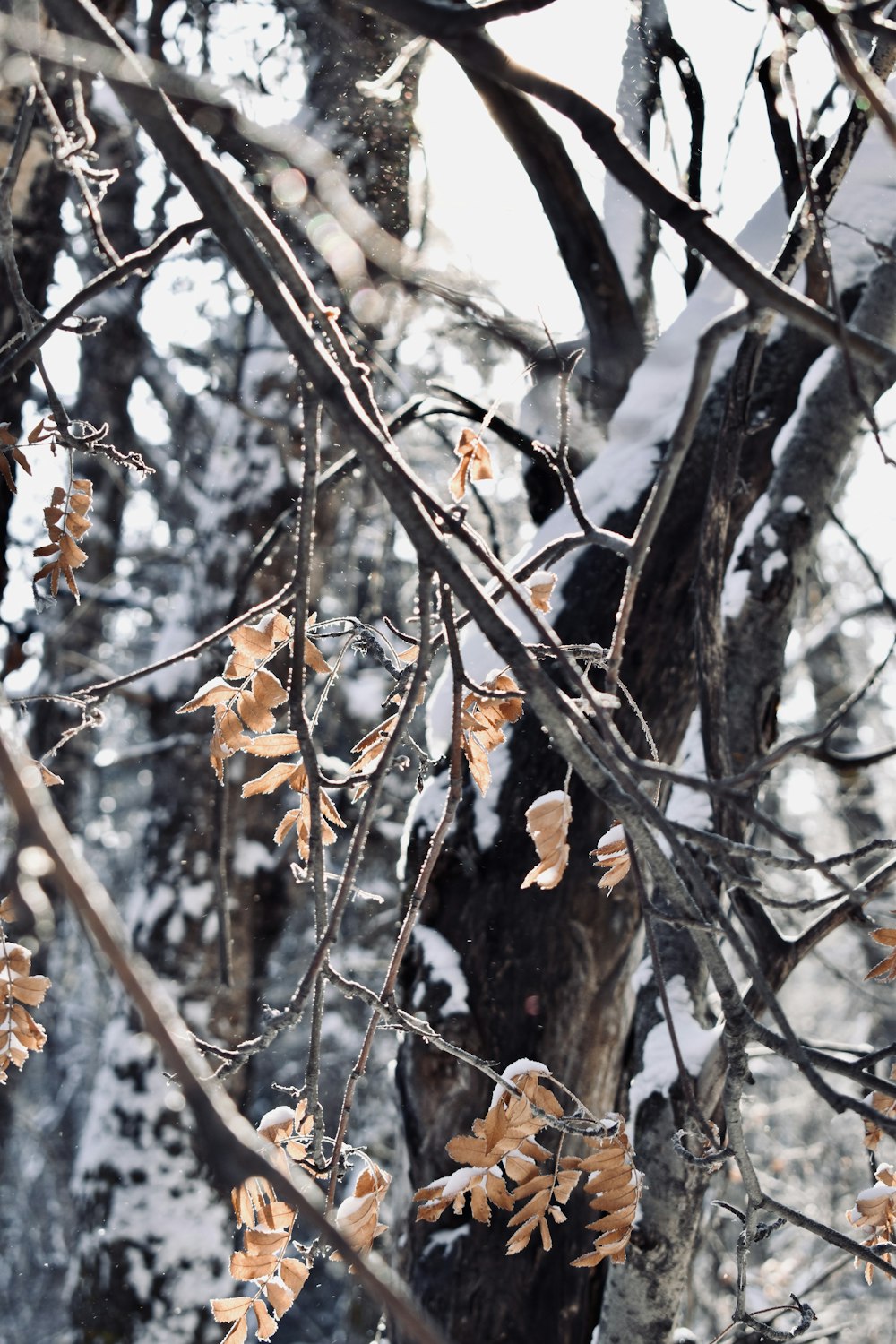 black and brown bird on brown tree branch during daytime