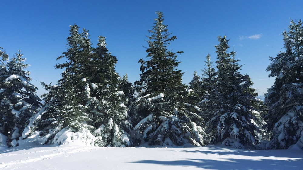 pinheiros cobertos de neve sob o céu azul durante o dia