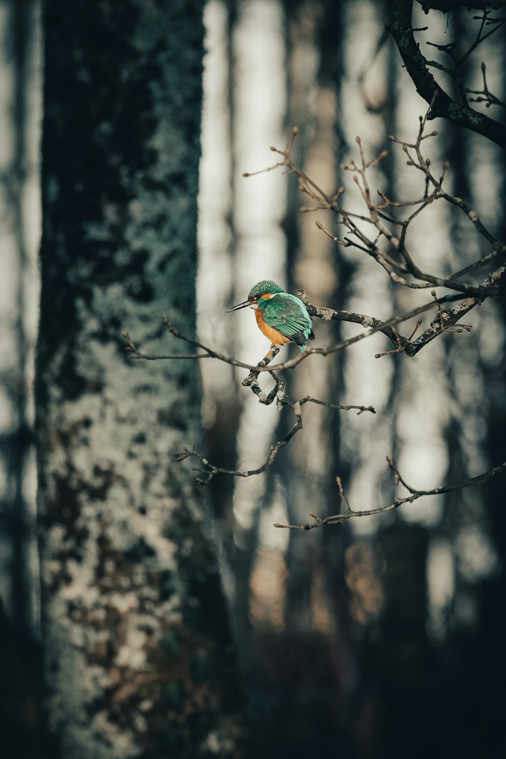 blue and brown bird on brown tree branch