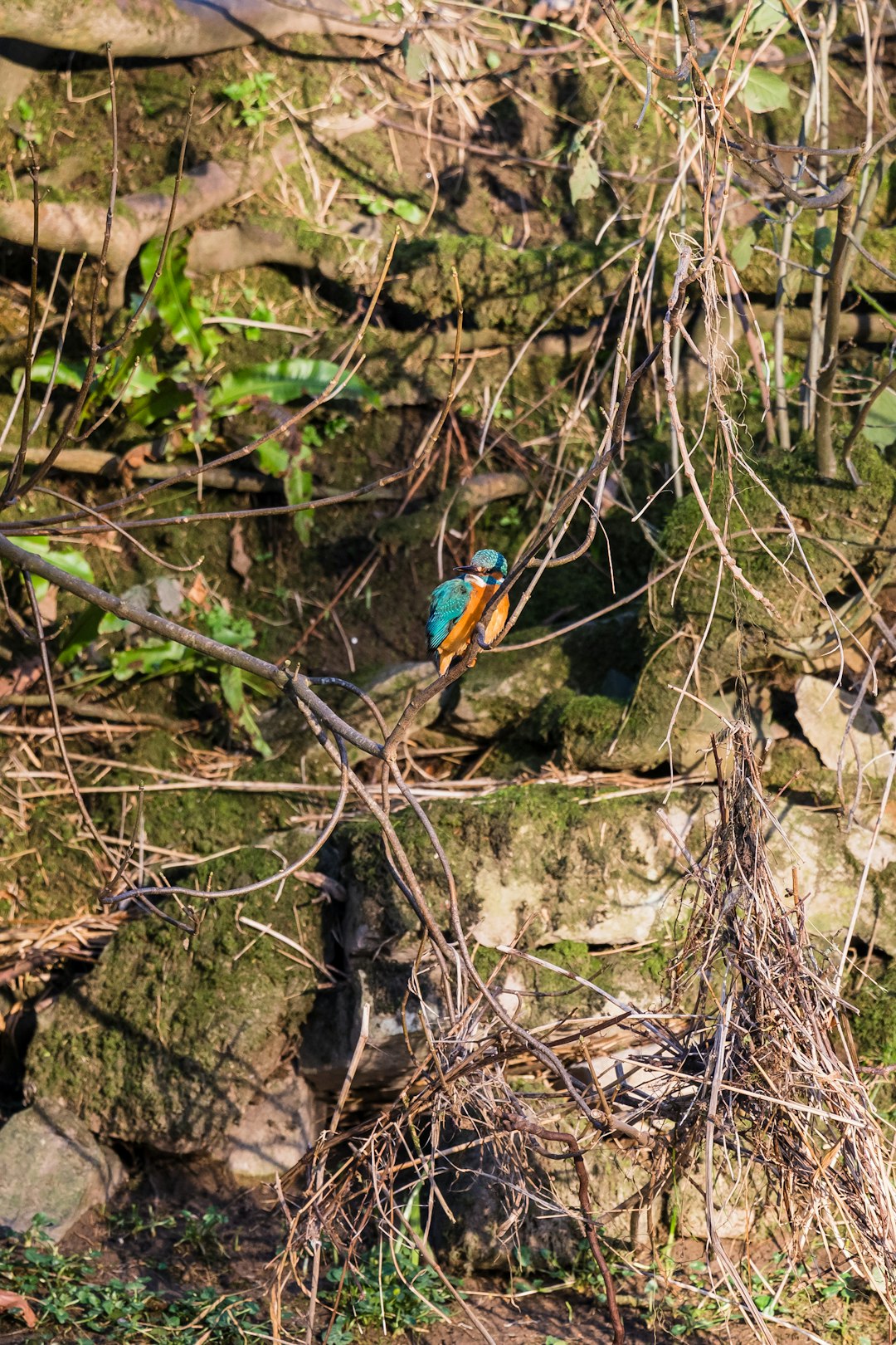 blue bird on brown tree branch during daytime