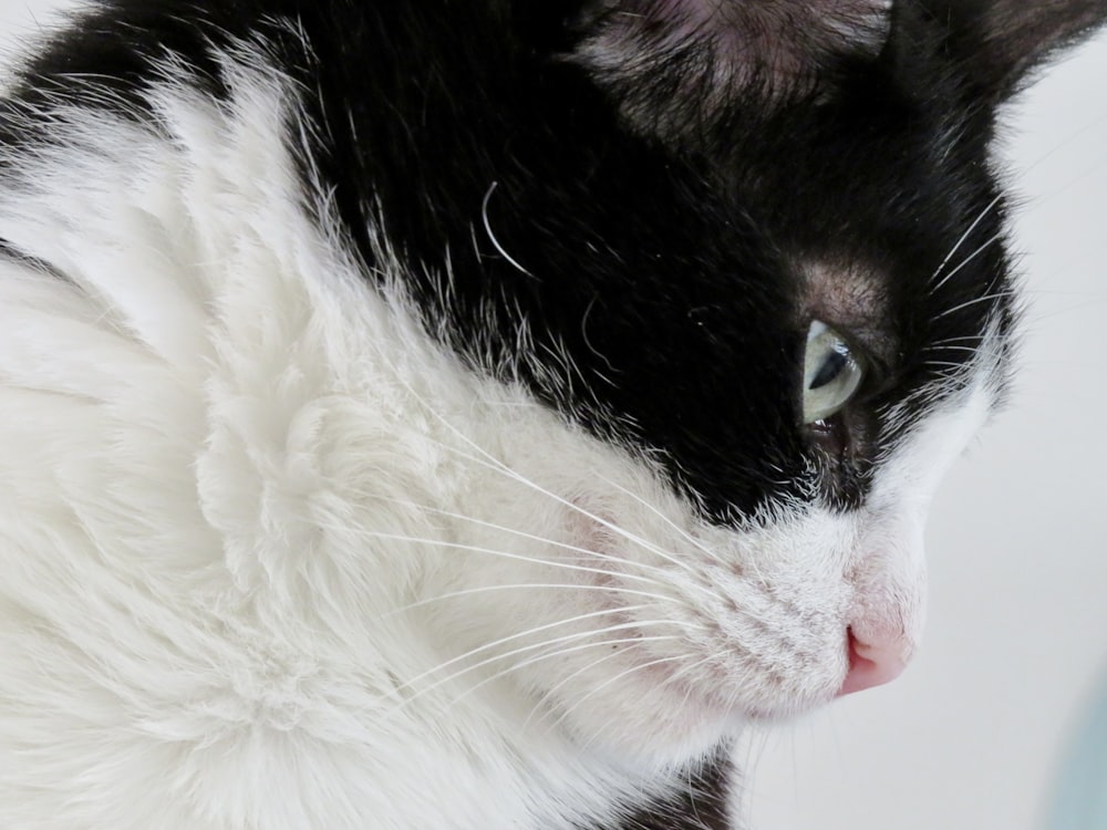 black and white cat lying on white textile