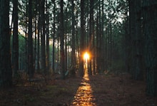 sun rays coming through trees
