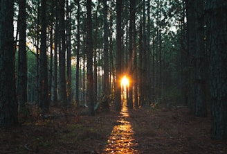 sun rays coming through trees