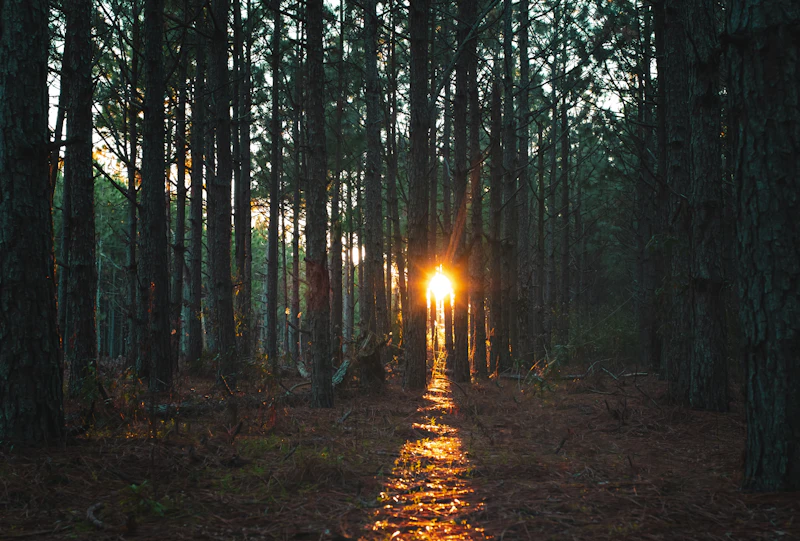Sunlight streaming through forest trees